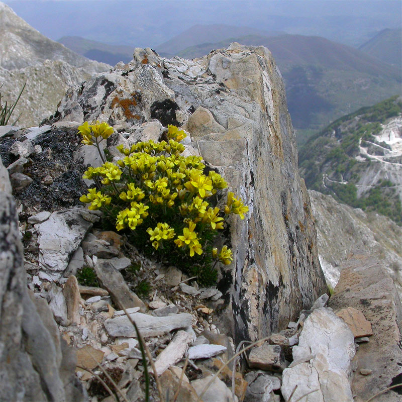 Draba aspera / Draba di Bertoloni